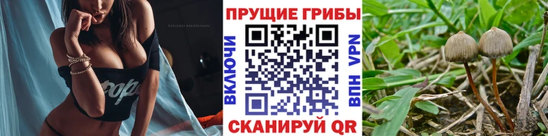 Галлюциногенные грибы Cubensis  Качканар 